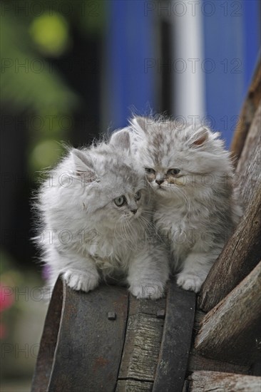 Persian cat, long-haired cat