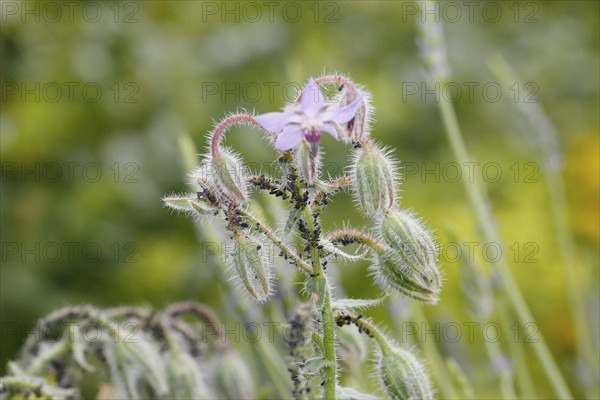Borage (Borago officinalis), flowers and buds, with black bean aphids (Aphis fabae) North
