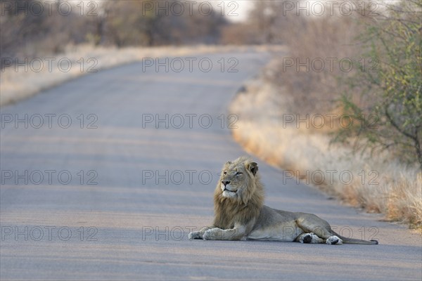 African lion (Panthera leo melanochaita), adult male lying on the asphalt road, head up, attentive,
