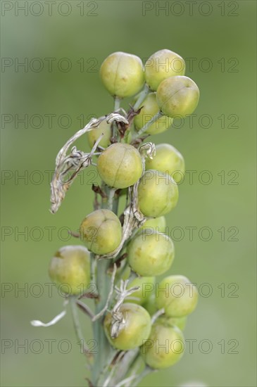 White asphodel (Asphodelus albus), fruit clusters, Provence, southern France