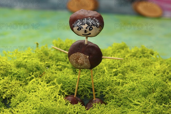 Chestnut figure standing on Iceland moss in the studio, North Rhine-Westphalia, Germany, Europe