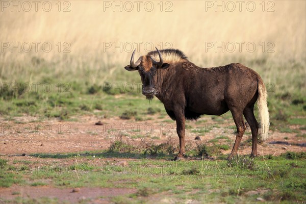 White-tailed wildebeest (Connochaetes gnou), adult, alert, Mountain Zebra National Park, Eastern