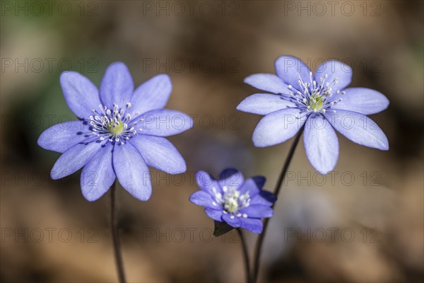 Liverwort (Hepatica nobilis), North Rhine-Westphalia, Germany, Europe