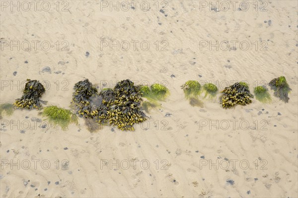 Wadden Sea at low tide with brown algae and piles of lugworms, North Sea, Föhr, North Sea island,