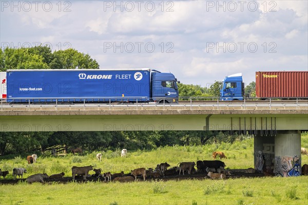 Lorry on the A40 motorway, bridge over the Ruhr and Styrumer Ruhrauen, herd of cattle, dairy cows