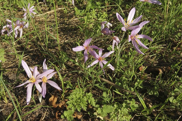 Meadow saffron (Colchicum autumnale) flowering specimens, Allgäu, Bavaria, Germany, Allgäu,