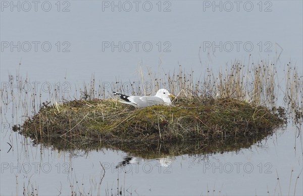 Common gull (Larus canus) breeding on a small island in a lake, Lapland, Northern Norway, Norway,