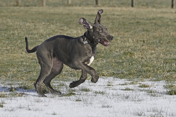 Great Dane, 16 weeks old