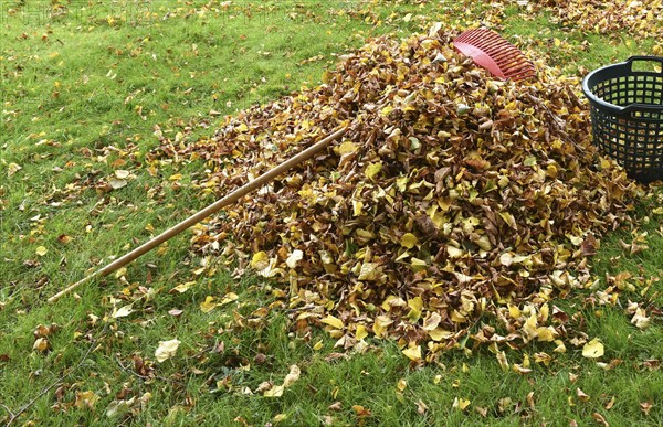 Remove withered leaves, autumn leaves in the garden, Schleswig-Holstein, Germany, Europe