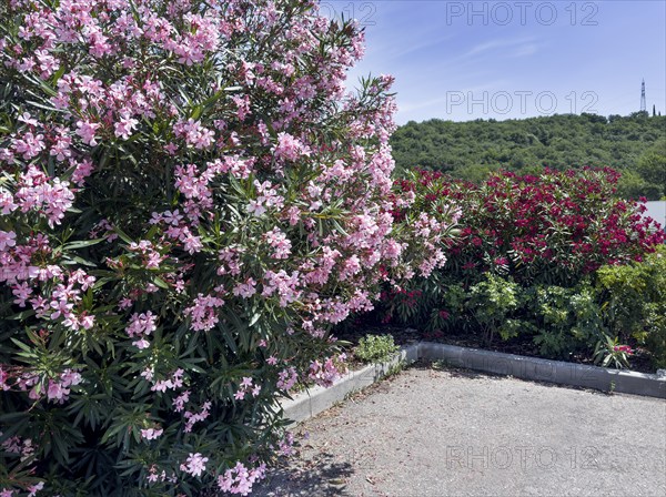 Flowering oleander (Nerium oleander), Italy, Europe