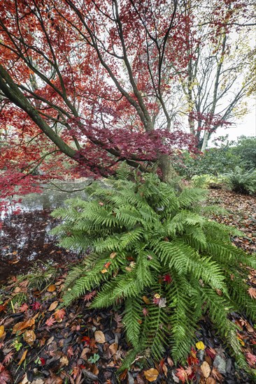 Japanese fan maple (Acer palmatum Trompenburg), autumn colours, Emsland, Lower Saxony, Germany,