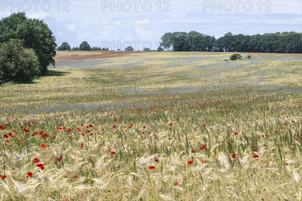 Poppy flower (Papaver Rhoeas) and cornflower (Centaurea cyanea), Mecklenburg-Vorpommern, Germany,