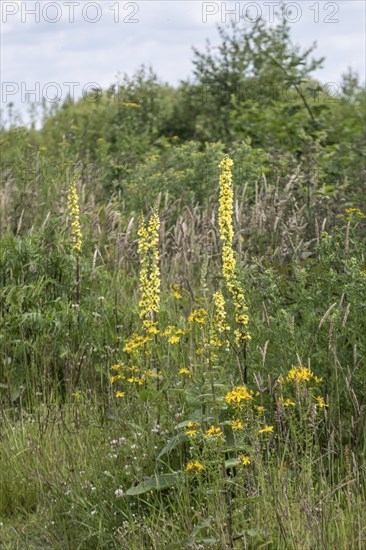 Dark mullein (Verbascum nigrum), Emsland, Lower Saxony, Germany, Europe
