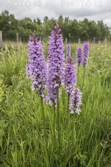 Southern marsh orchid (Dactylorhiza praetermissa), Emsland, Lower Saxony, Germany, Europe