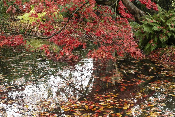 Japanese fan maple (Acer palmatum Trompenburg), autumn colours, Emsland, Lower Saxony, Germany,