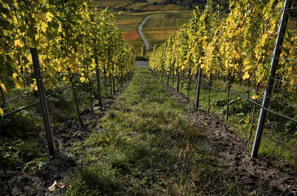 Vineyard, vines, vineyards, viticulture, autumn colouring, autumn, Kappelberg, Fellbach,