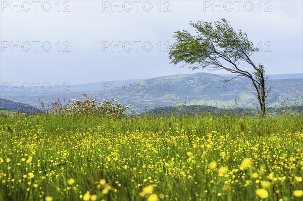 Farms over Upper Teesdale and River Tees, Forest-in-Teesdale village, County Durham and Cumbria,