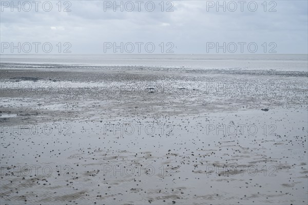 Pile of lugworm, North Sea at low tide, Lower Saxony Wadden Sea National Park, Norddeich, East