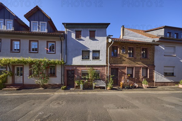 Facades of houses with flowers, bench and vine (Vitis vinifera) in the evening sun in the