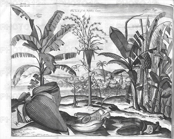 Indian Figgs, The herb of the Bamboe Canes, Figs and Bamboo Plants, Historic, digitally restored
