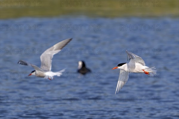 Two common terns (Sterna hirundo) adults in breeding plumage flying over water of pond in salt