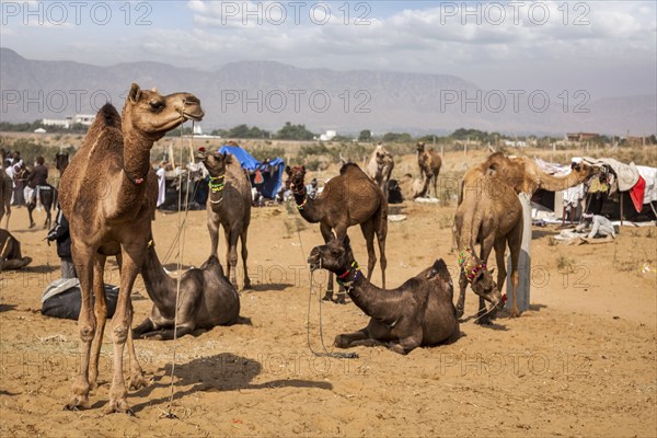 Camels at Pushkar Mela (Pushkar Camel Fair) . Pushkar, Rajasthan, India, Asia