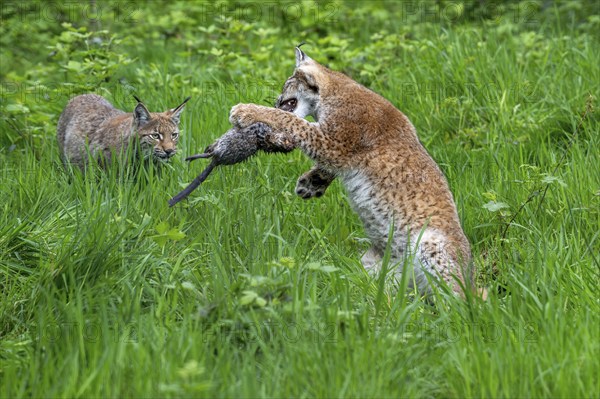 Two juvenile Eurasian lynxes (Lynx lynx) playing with killed muskrat (Ondatra zibethicus) prey in
