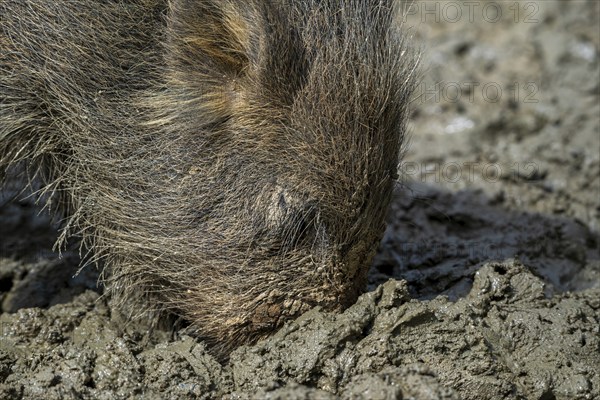 Wild boar (Sus scrofa) close-up of juvenile pig foraging with muddy snout digging in quagmire, mud