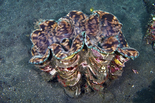 Giant clam, killer clam (Tridacna squamosa) with distinctive structure on sandy seabed, dive site