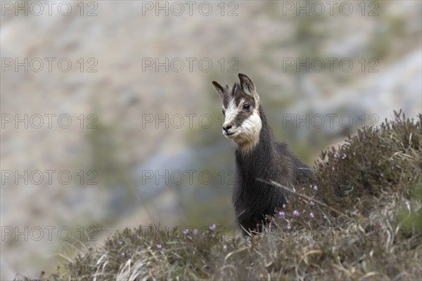 Chamois (Rupicapra rupicapra) fawn, young animal, Austria, Upper Austria, dead mountains, Europe
