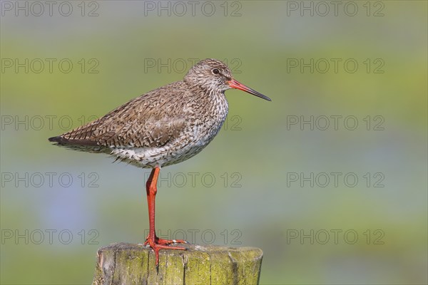 Common redshank (Tringa totanus) standing on a pasture fence, snipe bird, spring, wildlife, Hüde,