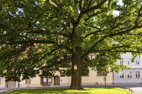 Fountain and peace oak at the Oberkirche, Arnstadt, Thuringia, Germany, Europe
