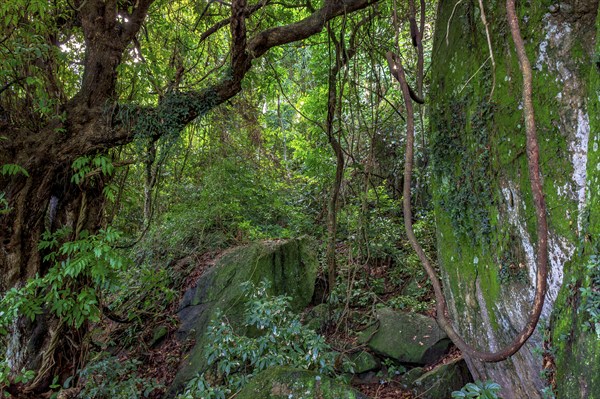 Crossing the interior of the dense Brazilian rainforest, Rio de Janeiro, Brazil, South America