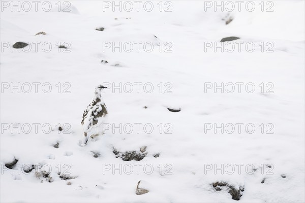 Rock ptarmigan (Lagopus muta) changing to winter snow coat, Hornbækpollen Bay, Liefdefjord,
