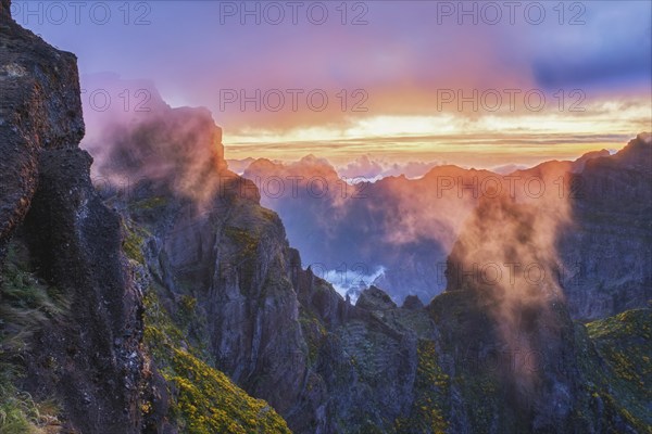 Mountains on sunset covered in fog and clouds with blooming Cytisus shrubs. Near Pico de Arieiro,