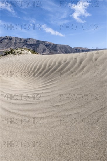 Dune landscape, Playa de Famara, Lanzarote, Canary Islands, Spain, Europe