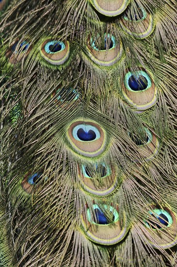 Indian peafowl (Pavo cristatus), ornamental feathers from male peacock, North Rhine-Westphalia,