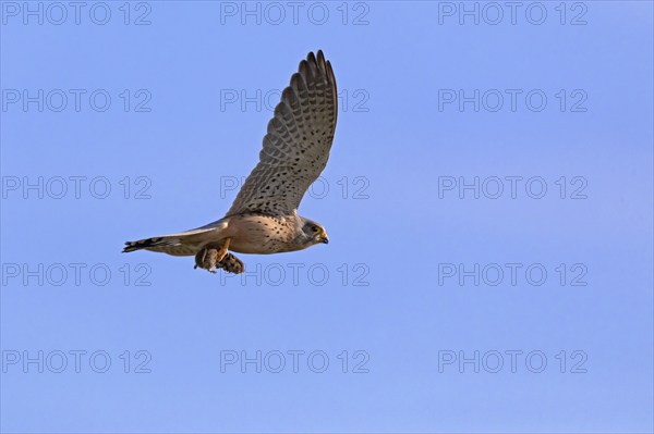 Common kestrel (Falco tinnunculus) with old world rat (Murinae) in flight