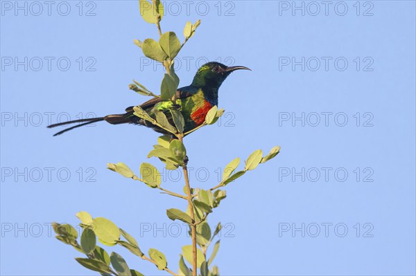 Fairy Sunbird, (Cinnyris pulchellus), family of sunbirds, Farasutu area, Farasutu, South Bank,