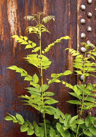 Green plant in front of rusty steel, industrial nature in the disused Hansa coking plant, Dortmumd,