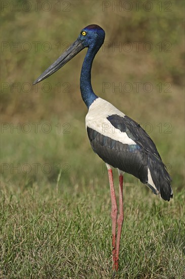 Black-necked stork (Ephippiorhynchus asiaticus), female, Keoladeo Ghana National Park, Rajasthan,