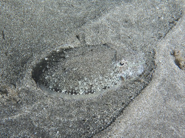 A juvenile Common cuttlefish (Sepia officinalis) lies perfectly camouflaged on the sand of the
