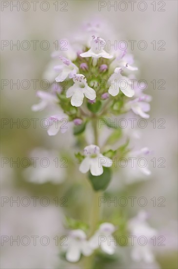Common thyme (Thymus vulgaris), flowering, medicinal and aromatic plant, Provence, southern France