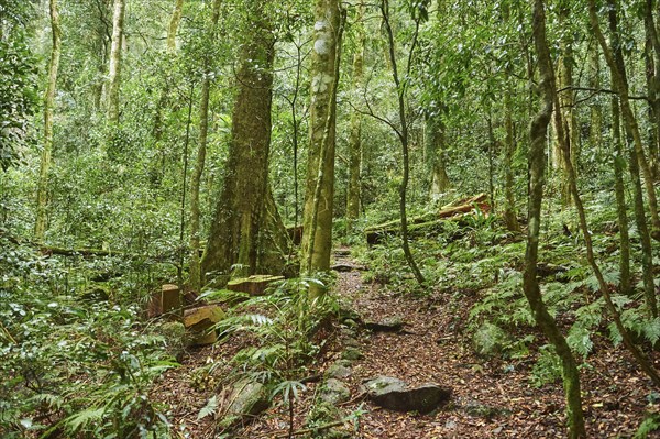 Landscape of a little walking path going through the rainforest in spring, Lamington National Park,