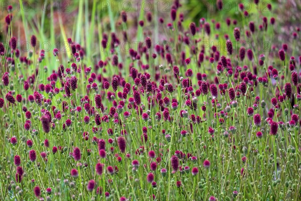 Great burnet (Sanguisorba officinalis), North Rhine-Westphalia, Germany, Europe