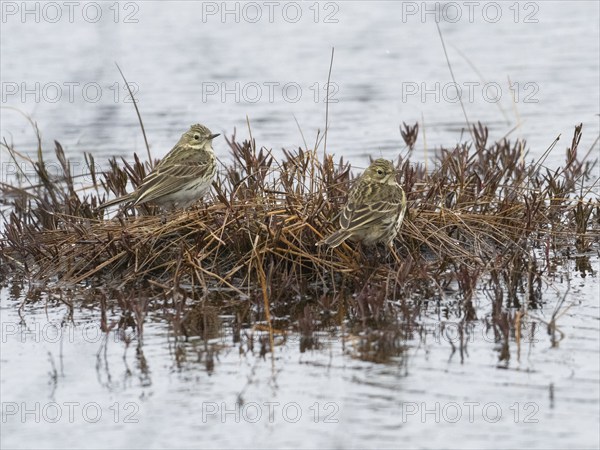 Meadow Pipit (Anthus pratensis) adult pair resting on a tussock in a lake, May, Finnish Lapland