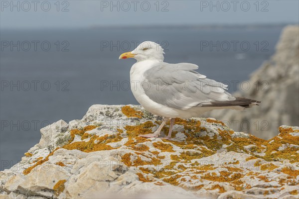 Herringgull (Larus argentatus) sitting on a rock. Camaret, Crozon, Finistere, Brittany, France,
