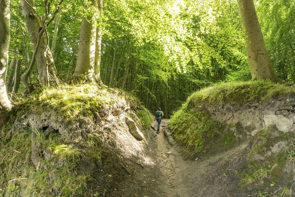 The Hochuferwanderweg from Baabe via Sellin to Binz, through dense beech forest, along the cliffs,