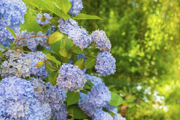 Bigleaf hydrangea (Hydrangea macrophylla), also garden hydrangea, flowering hydrangea, blue and