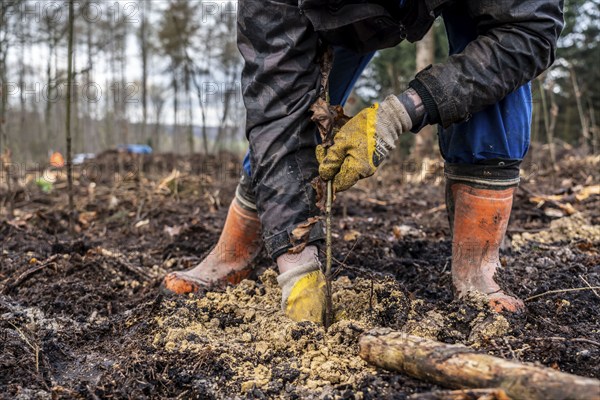 Reforestation in the Arnsberg Forest near Rüthen-Nettelstädt, Soest district, forestry workers